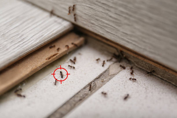 Professional Pest Control in Belcourt, ND